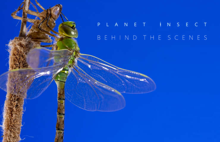 PLANET INSECT