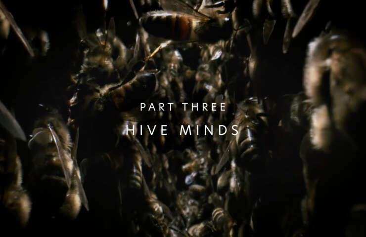 Planet insect hive minds title 01